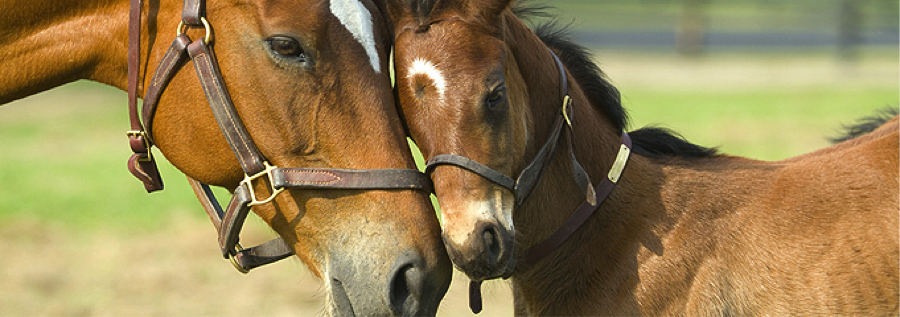 Palm Beach Equestrian Homes